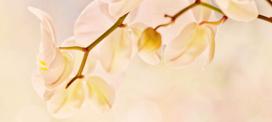 Ambia Home - Teppiche und Böden