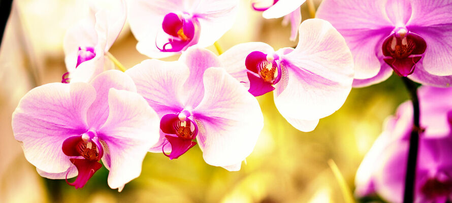 Ambia Home - Dekoration