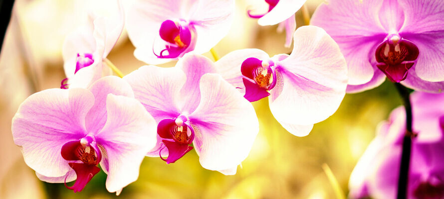 Ambia Home - Dekoration