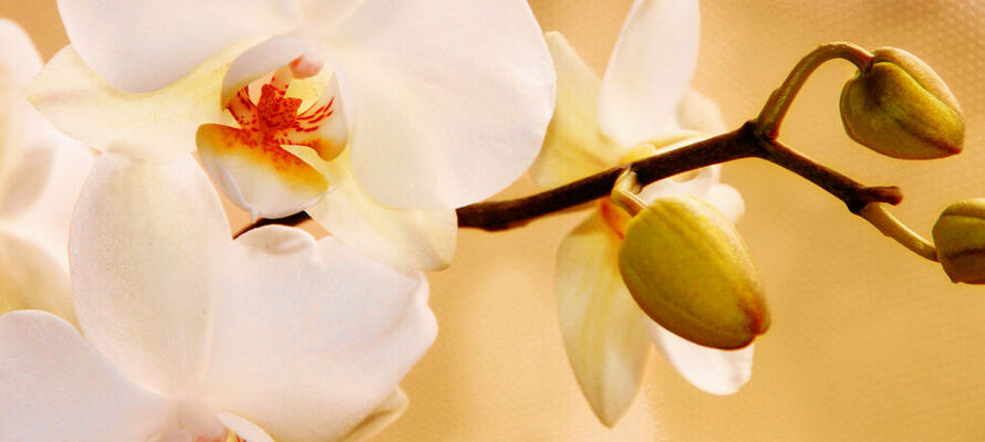 Ambia Home - Bilder und Rahmen